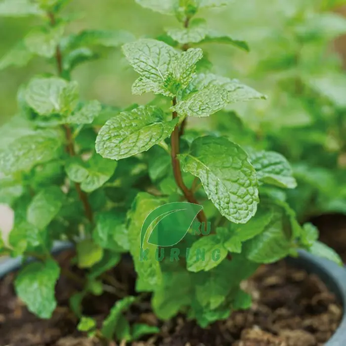 bibit tanaman daun mint herbal