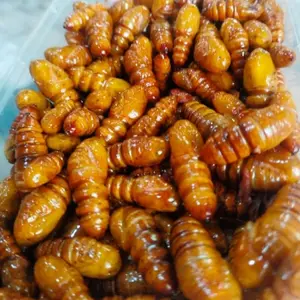 Entung Pohon Mete Kepompong Johar Goreng