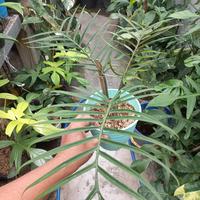 Gambar Philodendron Tortum dari Yasmin Nursery_NEW Kota Administrasi Jakarta Barat 4 Tokopedia