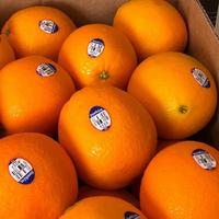 Gambar Jeruk Sunkist Navel 1 Kg-Raja Alpukat dari RAJA ALPUKAT Kota Administrasi Jakarta Timur 2 Tokopedia