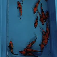 Gambar paket ikan koi hiutsuri/ ki utsuri 5ekor dari Distributor koi blitar Kab. Bogor 1 Tokopedia