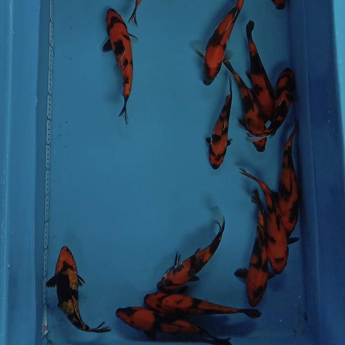 Gambar paket ikan koi hiutsuri/ ki utsuri 5ekor dari Distributor koi blitar Kab. Bogor Tokopedia