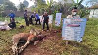 Gambar Qurban 1 Ekor Sapi Al Hilal dari LAZIS AL HILAL Kota Bandung 3 Tokopedia