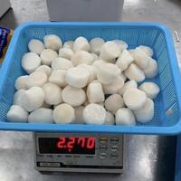 Gambar SCALLOP USA / SCALOP PREMIUM / 2.27kg / KERANG KAMPAK - UK 10/20 dari Salmon Segar Jakarta Kota Administrasi Jakarta Selatan 3 Tokopedia