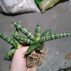Sansiviera boncel (cylindrica) | sansivera sansevera murah
