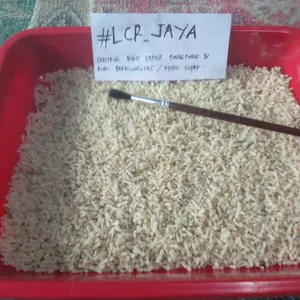 KROTO TERNAK BERSIH
