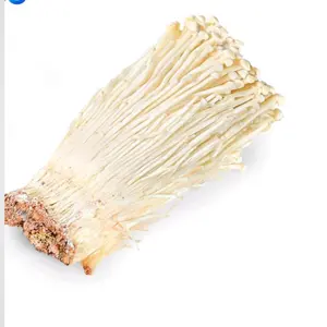 jamur pres inoki only produk terjamin