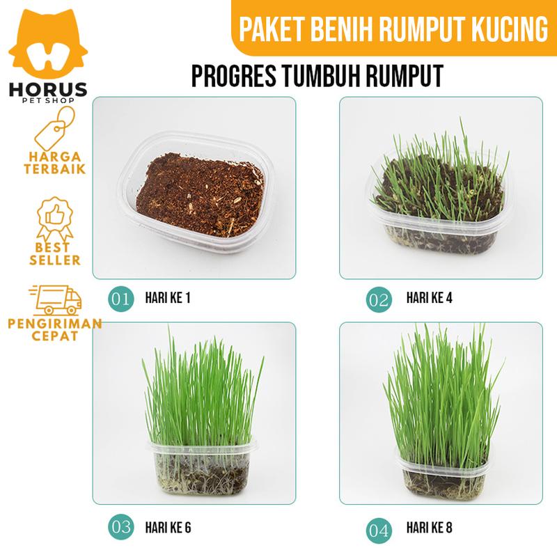 Rumput Kucing Paket Benih Seed Cat Grass Rumput Gandum Makanan Kucing 4