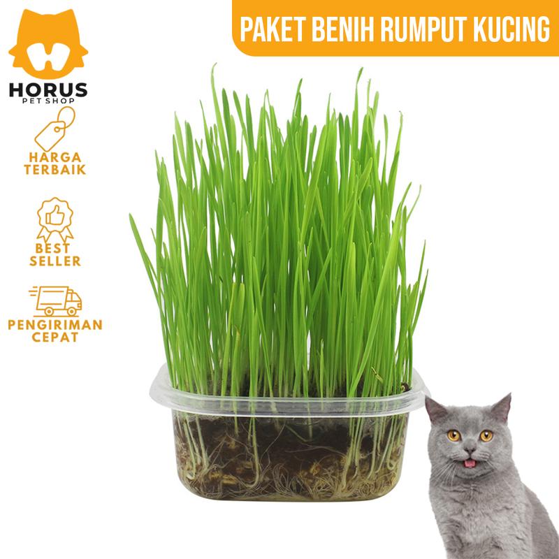 Rumput Kucing Paket Benih Seed Cat Grass Rumput Gandum Makanan Kucing 3