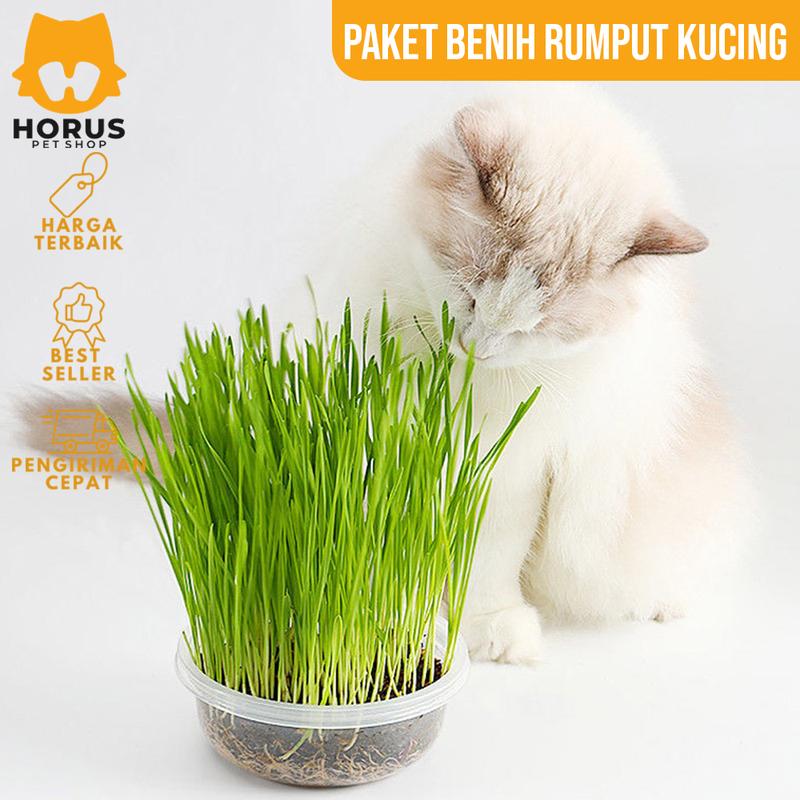 Rumput Kucing Paket Benih Seed Cat Grass Rumput Gandum Makanan Kucing 2