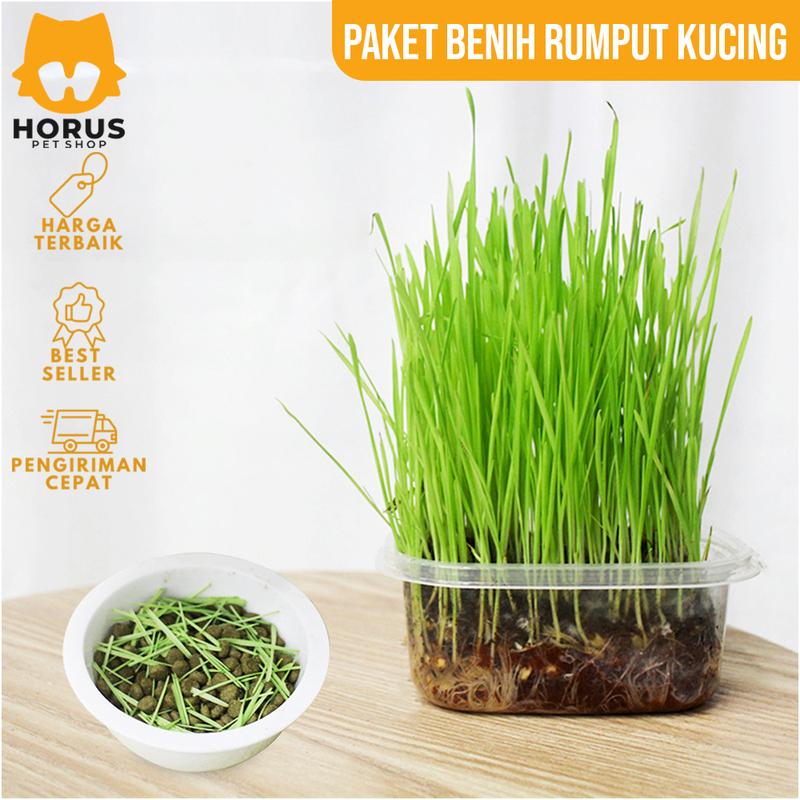 Rumput Kucing Paket Benih Seed Cat Grass Rumput Gandum Makanan Kucing 5