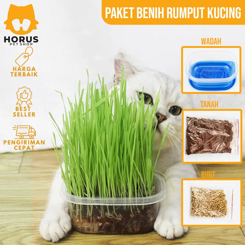 Rumput Kucing Paket Benih Seed Cat Grass Rumput Gandum Makanan Kucing