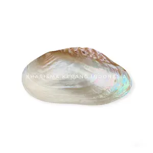 Mother of Pearl Shell Freshwater Type by Kharisma Kerang Indonesia