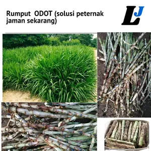 Bibit Rumput Odot 50 Batang (-+1kg) Kondisi Tua Stek Odot Super Termur