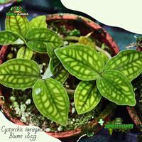 Gambar Tanaman Vivarium/Terrarium cystorchis variegata dari Dunia Anura 99 Kota Administrasi Jakarta Barat 2 Tokopedia