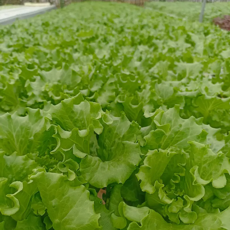 Nutrisi AB mix Premium Pekatan 5 Liter Sayuran Daun 1