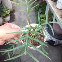 Gambar Philodendron Tortum dari Yasmin Nursery_NEW Kota Administrasi Jakarta Barat 5 Tokopedia