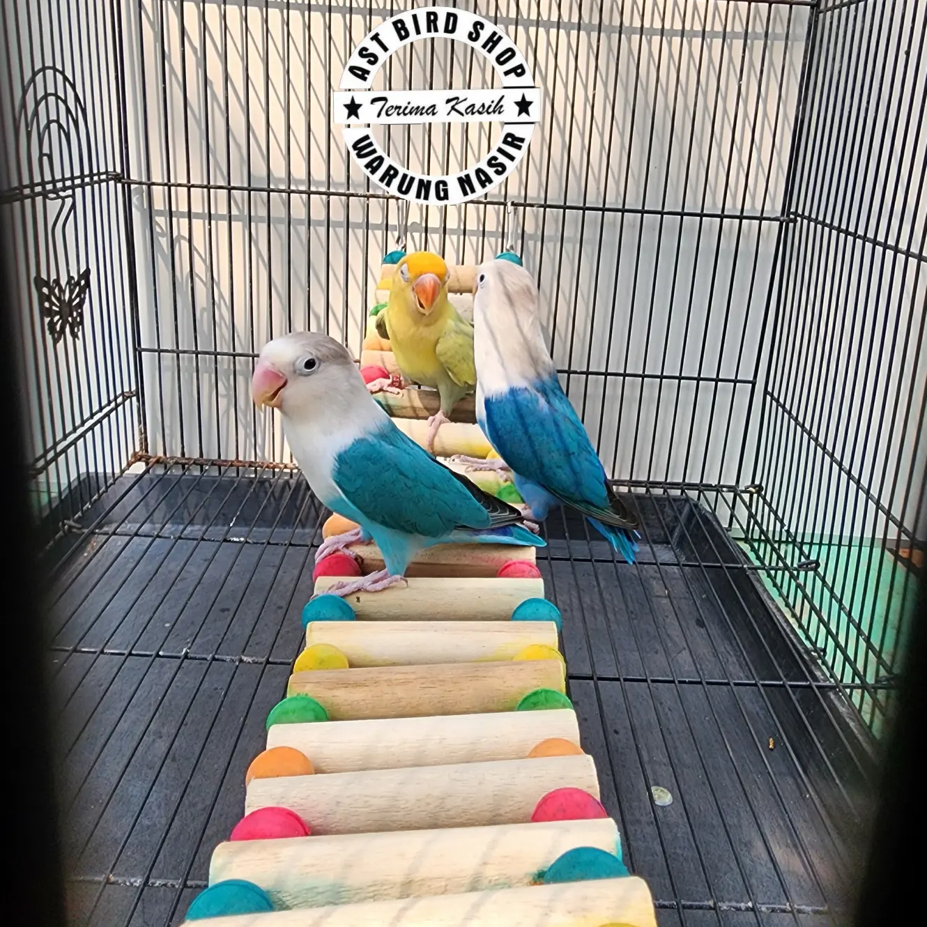 Jembatan sugar glider cockatiel love bird