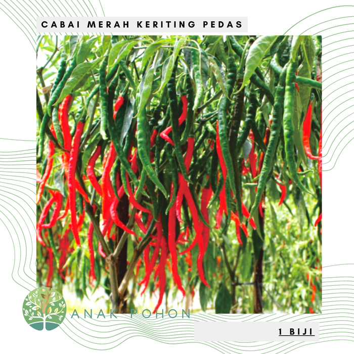 Benih Cabai Merah