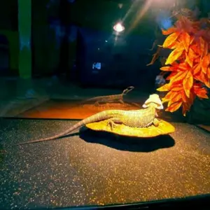 Karpet model pasir / Sand mat 30cm x 50cm / Alas reptil sebaguna