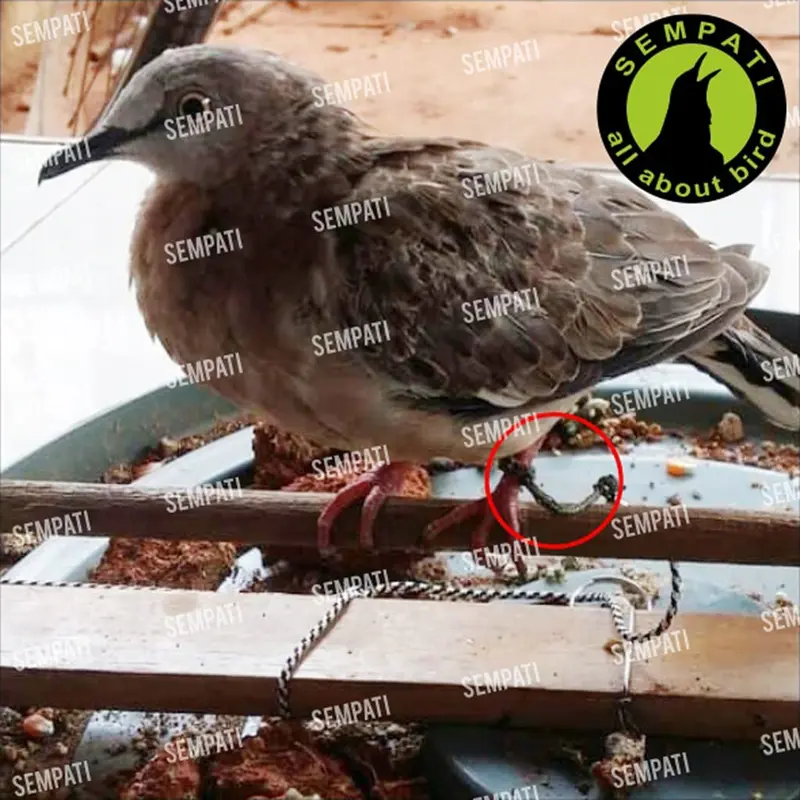 TALI KAKI PERKUTUT TALI KAKI BURUNG PERKUTUT IKAT KAKI TRAINING LATIH 2