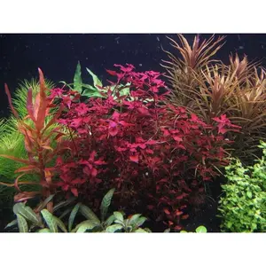 ludwigia red rubin