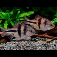 Gambar ikan hias aquascape T-Barb Spanner barb (rare) - Size 6-7cm dari Zeed aquatic Kota Tangerang Selatan 3 Tokopedia