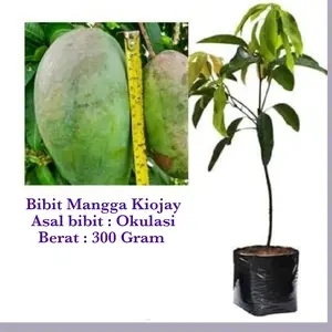 Bibit Tanaman Buah Mangga Kiojay Jumbo Okulasi