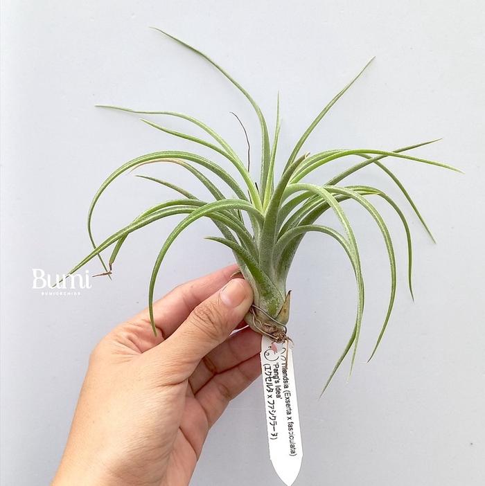 Tillandsia 'Luke' – Tropiflora Tillandsia exserta x 'Luke' from YCB