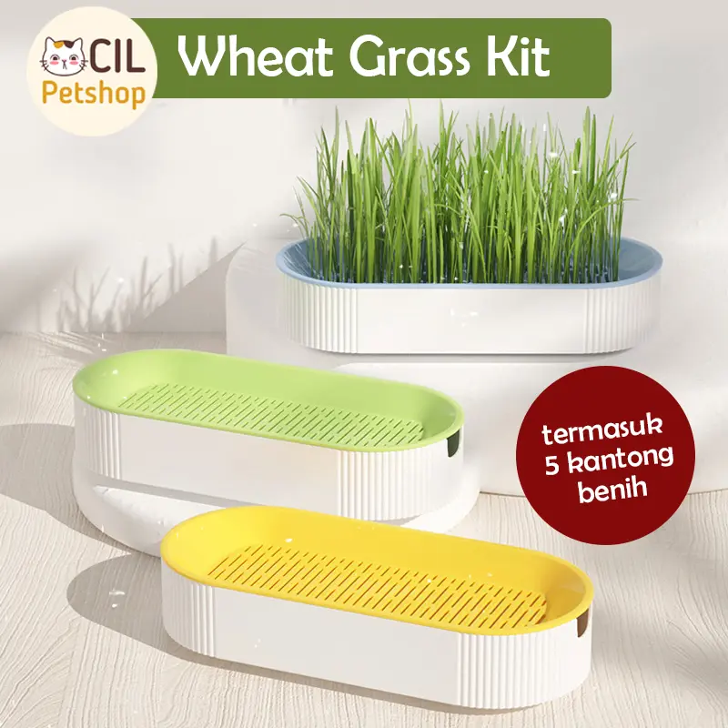 Benih Gandum Wheat Grass Kit Rumput Gandum Kucing