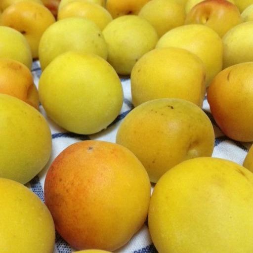 PREMIUM UMEBOSHI Jepang – Plum Nanko Wakayama + Shiso & Rosella Bali | 135g 4