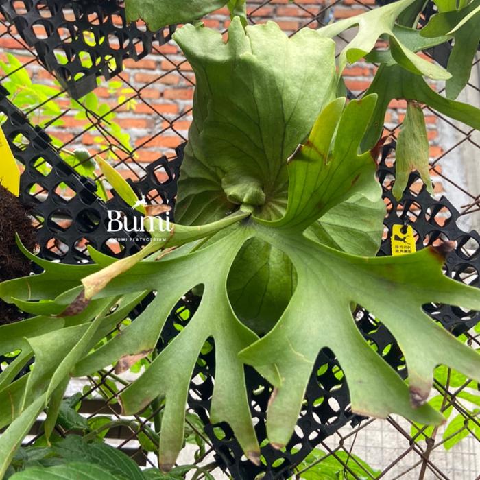 IMAMA P. kitshakood thin leaf キッチャクード Platycerium Kitshakood