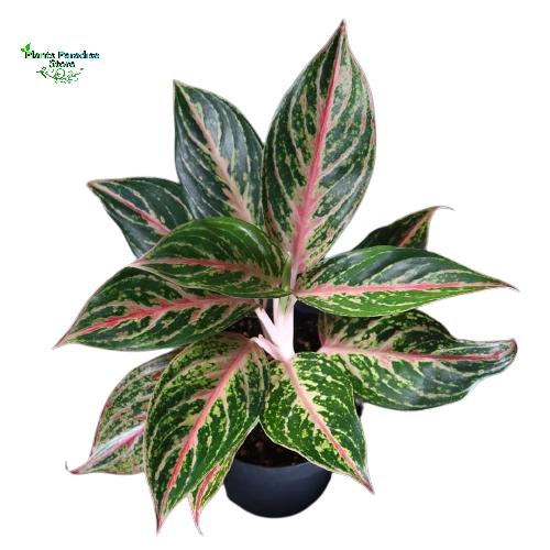 Promo Tanaman hias Aglonema Butterfly - Pohon Aglaonema Butterfly  Berkualitas - Kab. Bogor - Plant Paradise Store | Tokopedia
