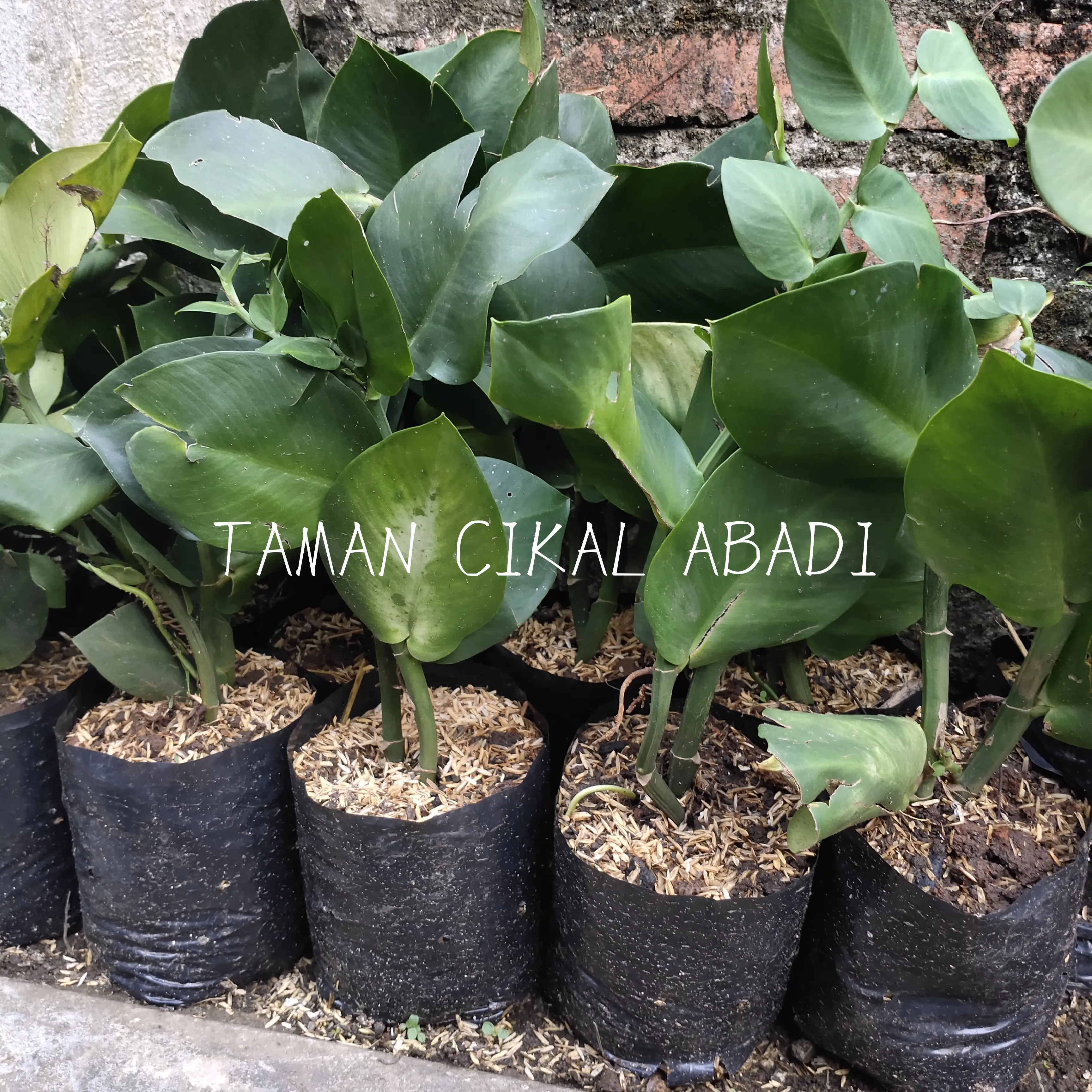 Tanaman Dolar Rambat Daun Besar !!