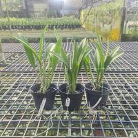 Gambar Anggrek Cat Francess fox "Fire Flamea" dari Jo Orchids Kota Tangerang Selatan 2 Tokopedia