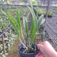 Gambar Anggrek Cat Francess fox "Fire Flamea" dari Jo Orchids Kota Tangerang Selatan 3 Tokopedia