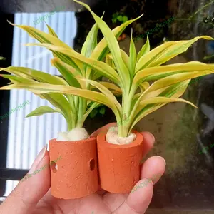 tanaman aquascape bambu air media pot