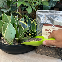 Gambar Skop Nkt Plastik - Sekop Tanaman Warna Warni Sekop Mini Untuk Berkebun - Orange dari workplant official Kota Surabaya 4 Tokopedia