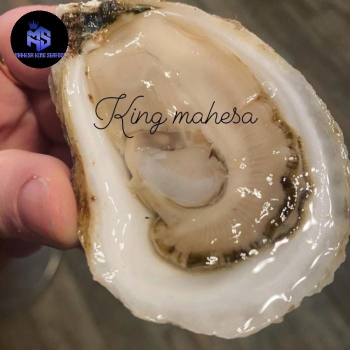 Gambar kerang tiram / oyster fresh / live perkilo dari mahesa king seafood Kota Administrasi Jakarta Utara Tokopedia