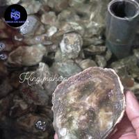 Gambar kerang tiram / oyster fresh / live perkilo dari mahesa king seafood Kota Administrasi Jakarta Utara 2 Tokopedia