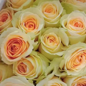 mawar peach semy holland isi 20 tangkai