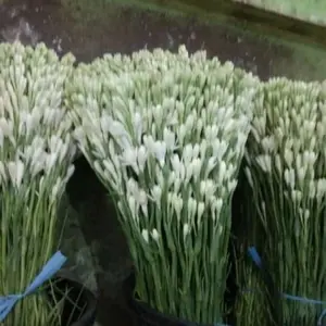 bunga sedap malam wangi dan fresh super isi 10 tangkai