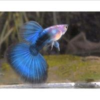 Gambar ikan hias air tawar Guppy Blue Diamond hiasan aquarium / aquascape dari Zeed aquatic Kota Tangerang Selatan 3 Tokopedia