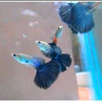 Gambar ikan hias air tawar Guppy Blue Diamond hiasan aquarium / aquascape dari Zeed aquatic Kota Tangerang Selatan 4 Tokopedia