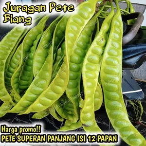 PETE TUA SUPER ISI 12 PAPAN/PETE SEGAR BERKUALITAS/PETAI TUA MURAH/PETE WONOGIRI/SAYURAN SEGAR/LALAPAN  Kecombrang Herbal