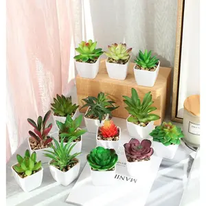 Kaktus mini / Tanaman hias / Aneka macam kaktus / Tanaman plastik