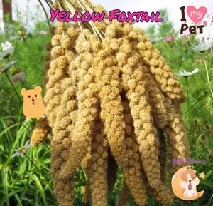 (The Ham's) YELLOW FOXTAIL MILLET SPRAY, JEWAWUT TANGKAI,SNACK HAMSTER