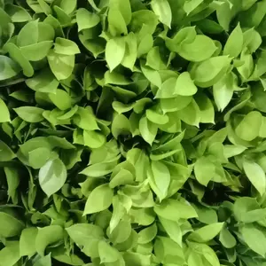 daun ruskus isi 10 tangkai