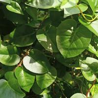 Gambar Kapsul Daun Binahong Asli Herbal Ekstrak Dari Daun Berkualitas Terbaik dari Vaniaga Shop Kota Tangerang Selatan 3 Tokopedia