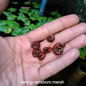 keong ramshorn merah / keong aquascape